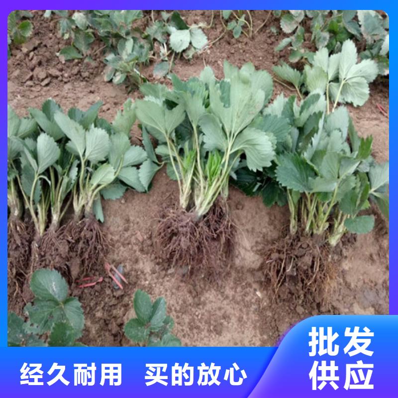 【草莓苗】,梨树苗支持加工定制