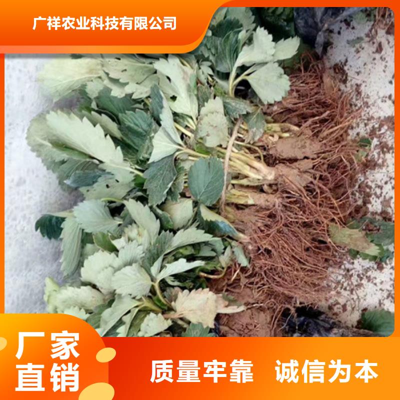 草莓苗艾琳娜西梅树苗一站式厂家