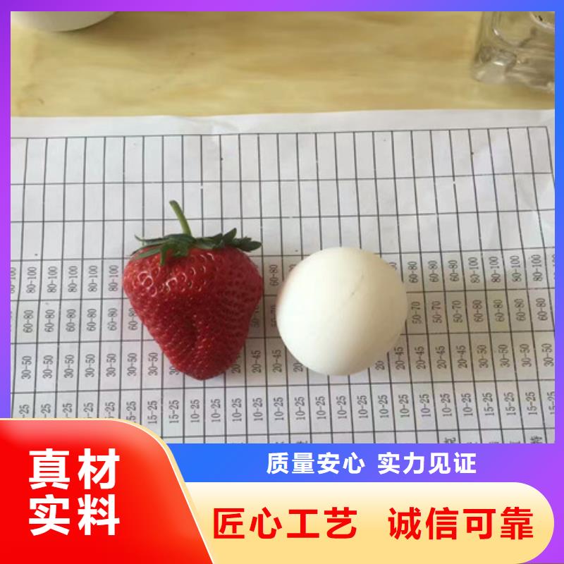 草莓苗大棚草莓苗专业信赖厂家