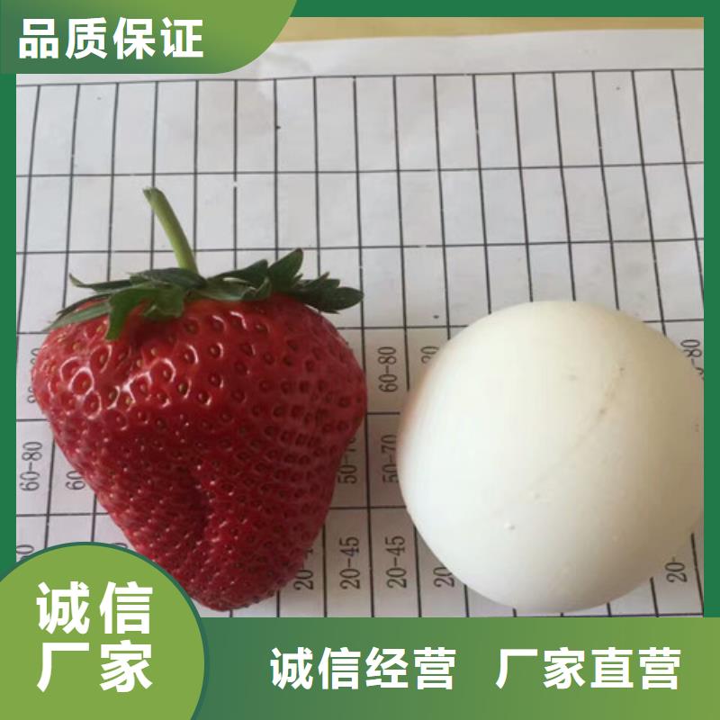 草莓苗,苹果苗交货准时