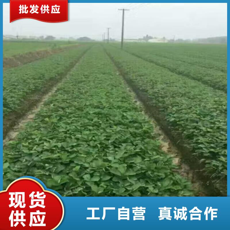 【草莓苗】黄金苹果树苗准时交付