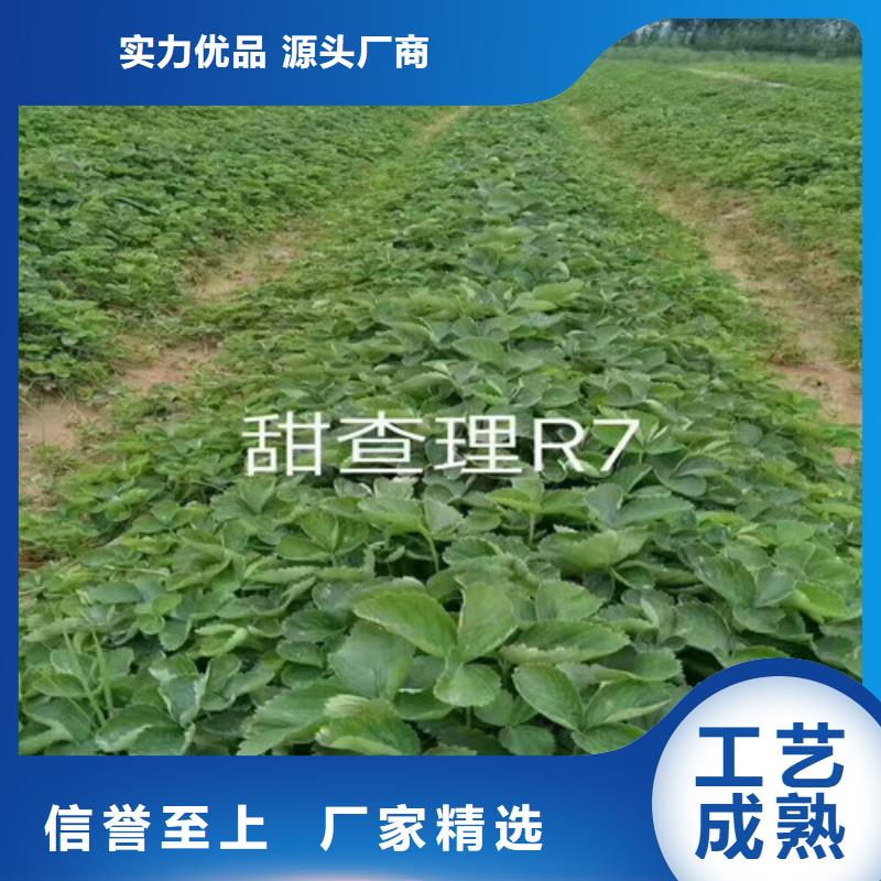 草莓苗-苹果苗实力厂家直销