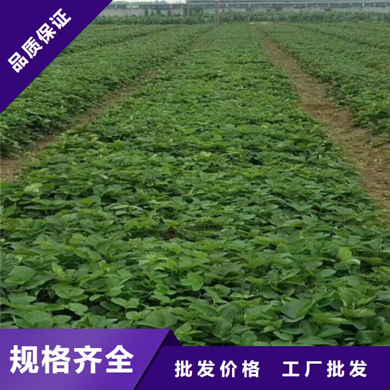 【草莓苗】板栗苗设计制造销售服务一体