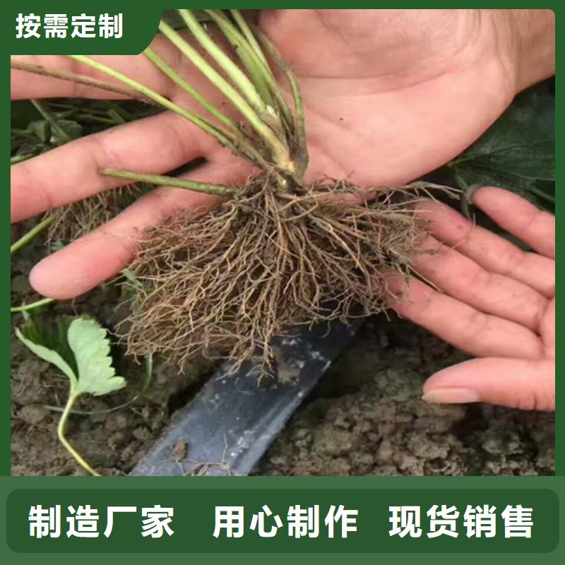 草莓苗草莓苗价格工厂价格