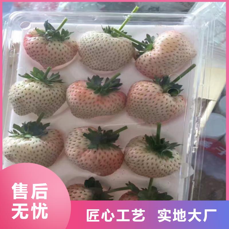 草莓苗苹果苗满足您多种采购需求