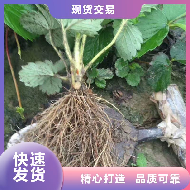 【草莓苗】板栗苗设计制造销售服务一体