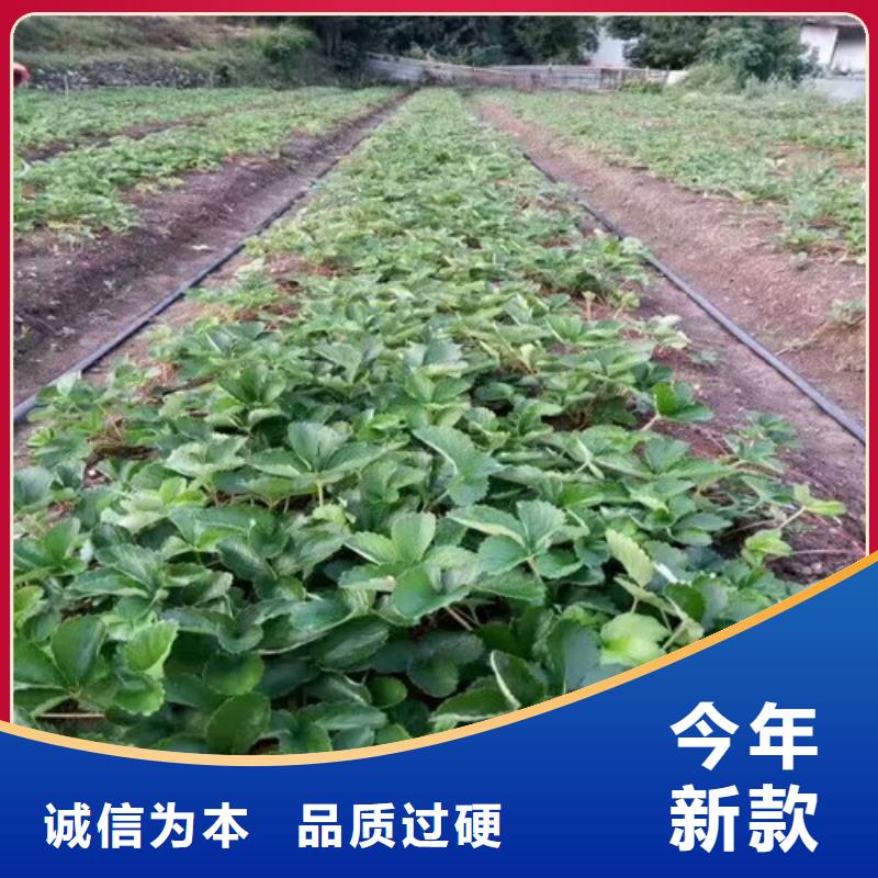 【草莓苗】,梨树苗支持加工定制