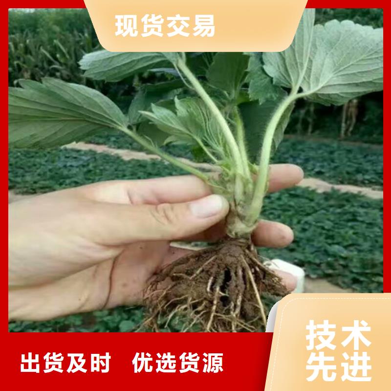 【草莓苗】梨树苗基地经久耐用
