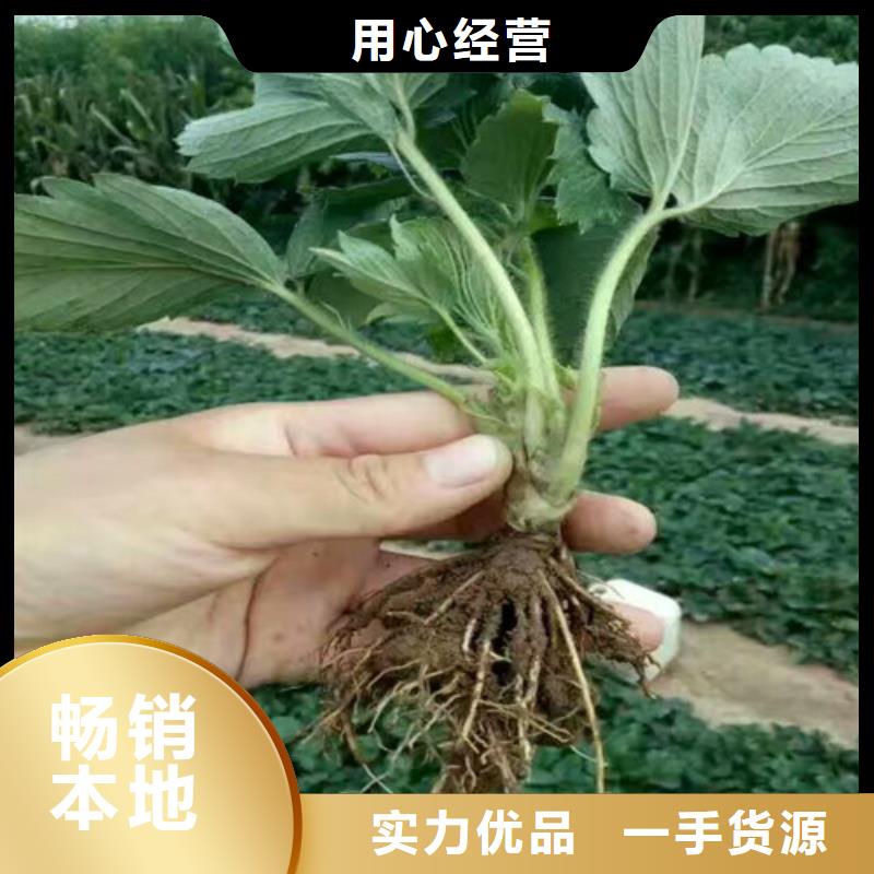 草莓苗苹果苗免费询价