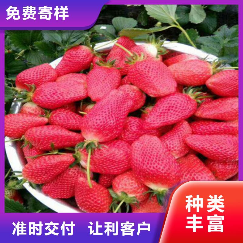 草莓苗草莓苗价格工厂价格
