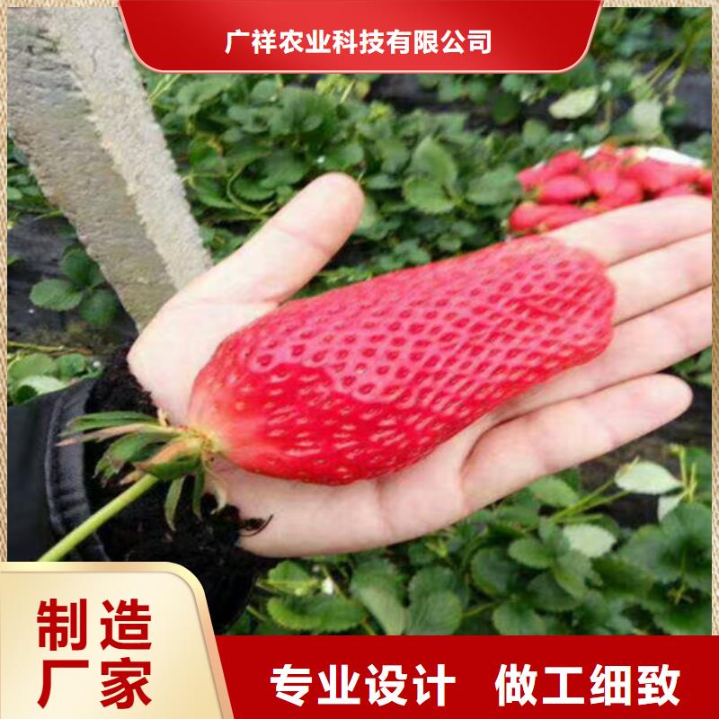 【草莓苗】苹果苗优质工艺