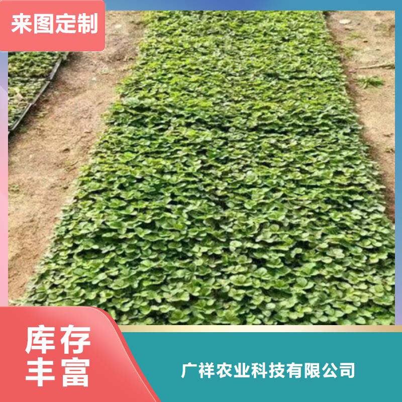 【草莓苗】,桃树苗基地放心得选择