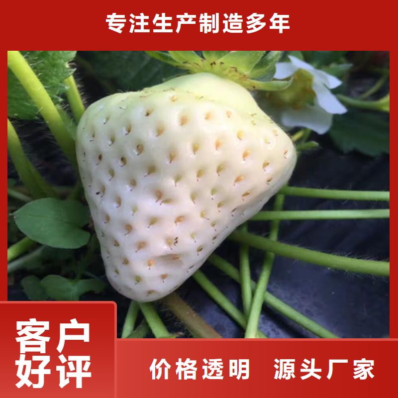 草莓苗香椿树苗精工制作