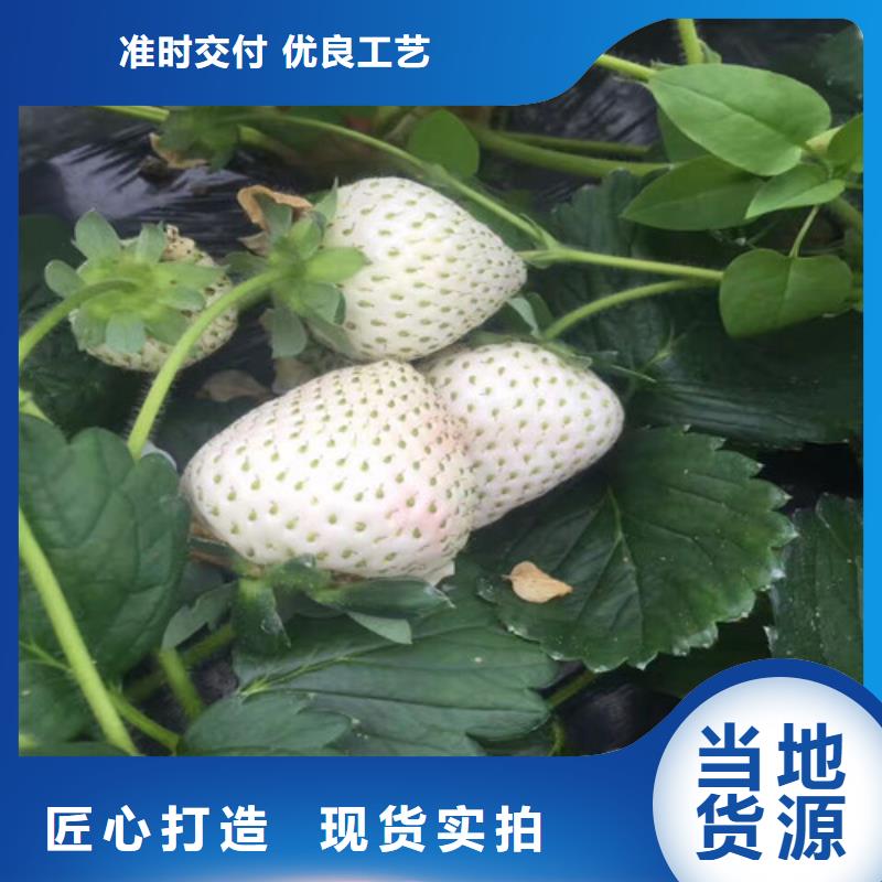 草莓苗-无籽葡萄树苗一周内发货