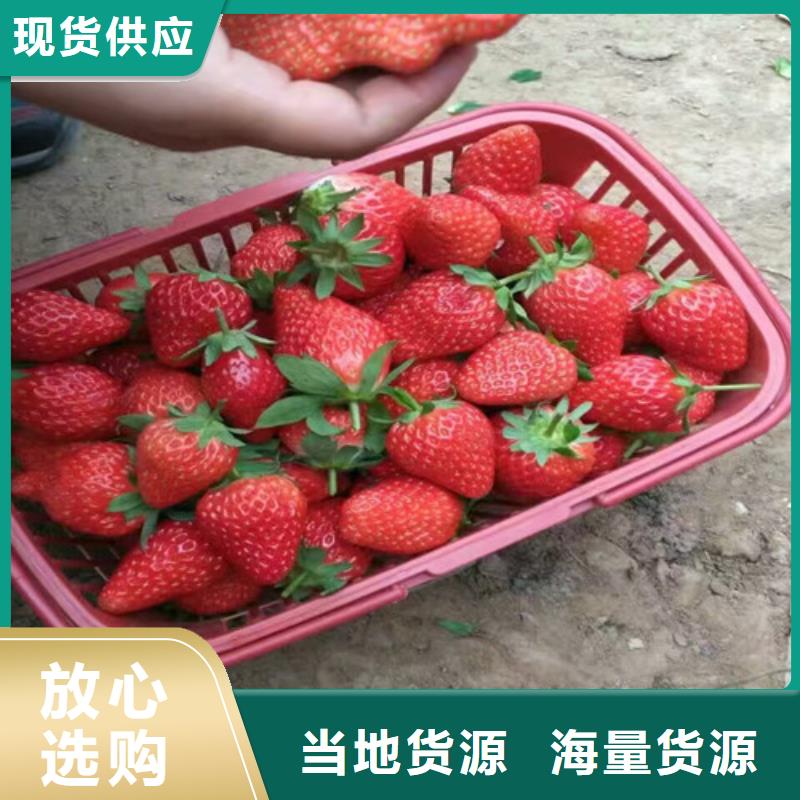 草莓苗【吉塞拉6号砧木】多种款式可随心选择