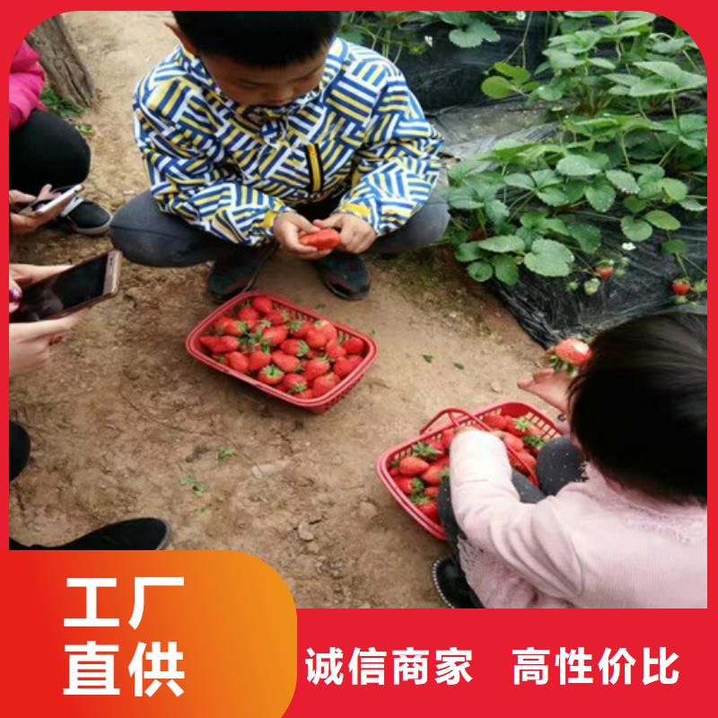 【草莓苗】,桃树苗基地放心得选择