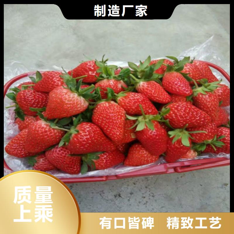 草莓苗天仙醉草莓苗保障产品质量
