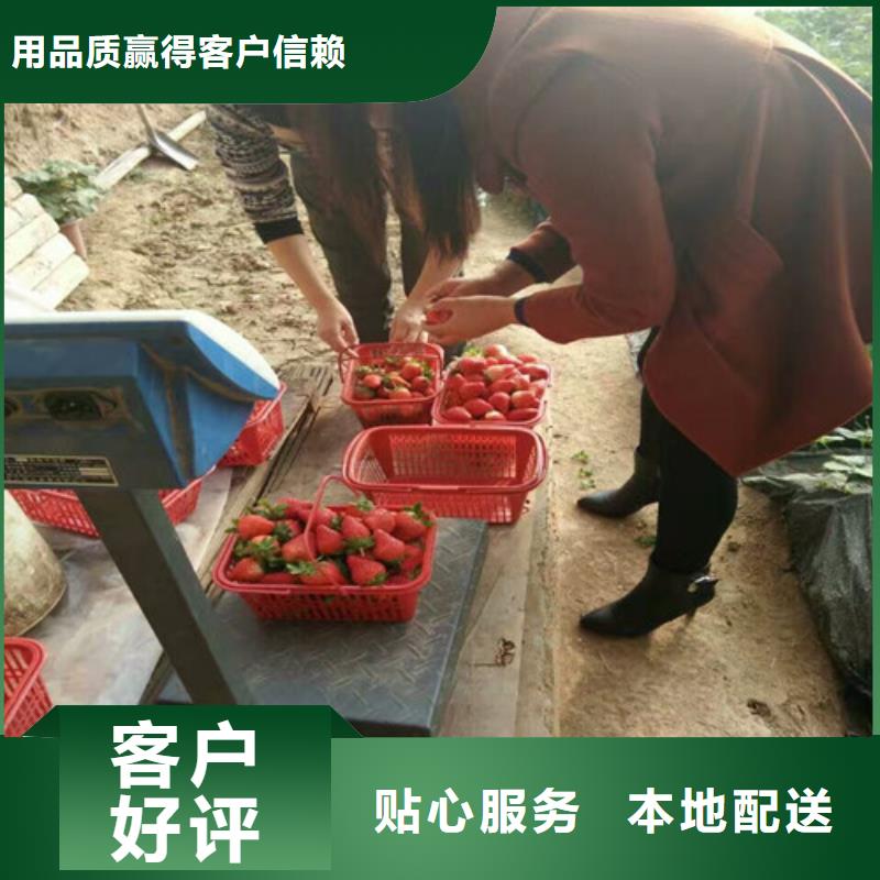 草莓苗-苹果苗实力厂家直销