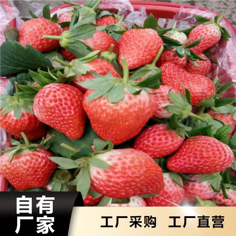 【草莓苗桃树苗基地的图文介绍】