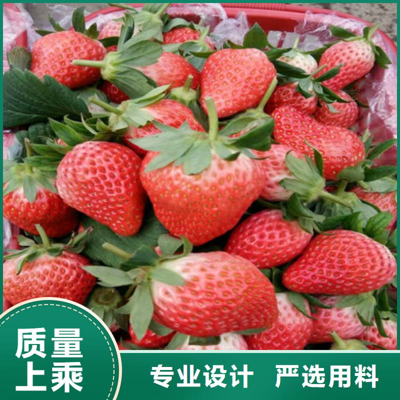 【草莓苗】板栗苗设计制造销售服务一体