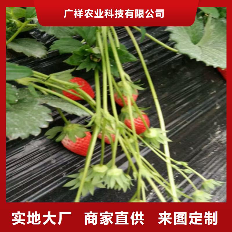 草莓苗-无籽葡萄树苗一周内发货