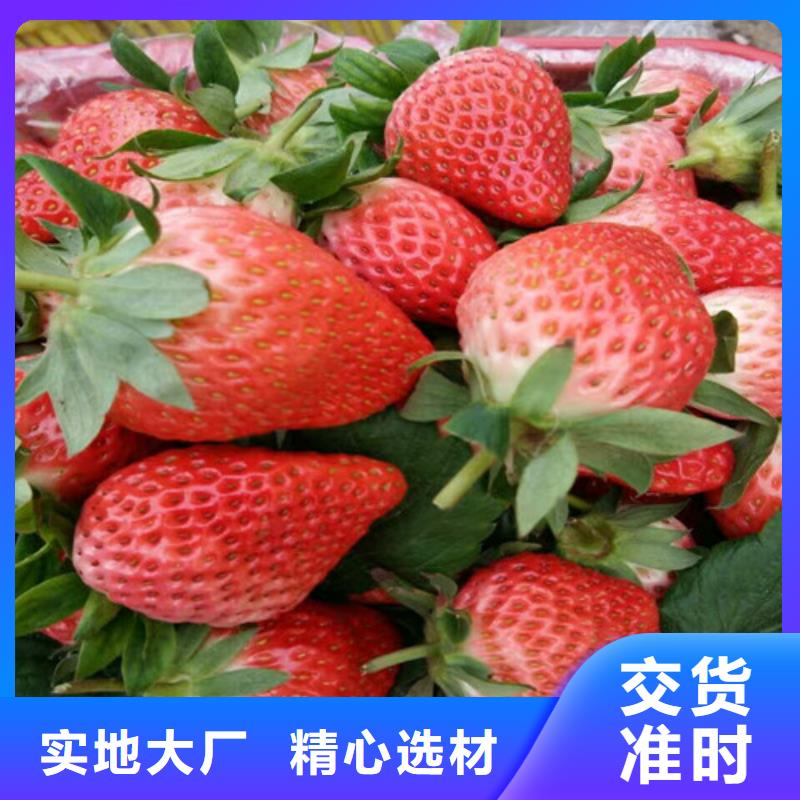 草莓苗,大棚草莓苗原厂制造