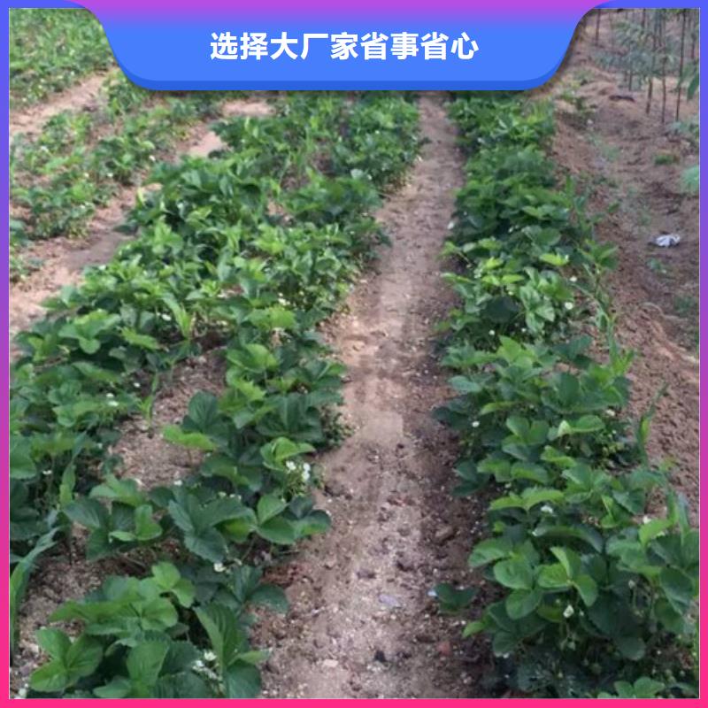 草莓苗桃树苗优选原材