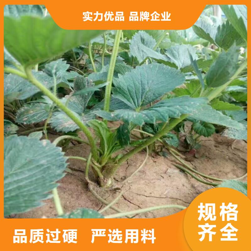 草莓苗果树苗批发基地价格实惠工厂直供