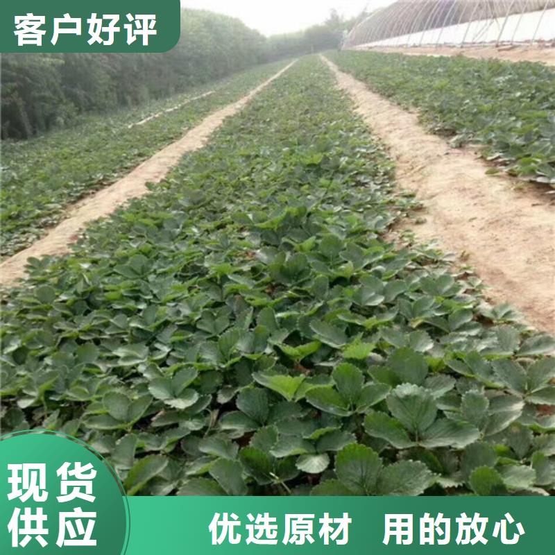 【草莓苗樱桃苗基地信誉至上】