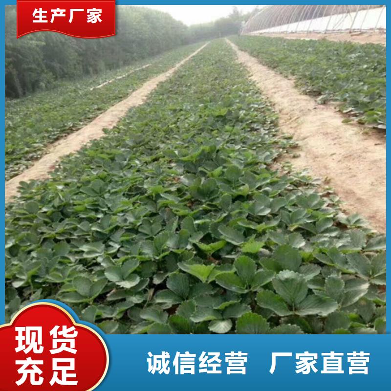 【草莓苗】大棚草莓苗我们更专业