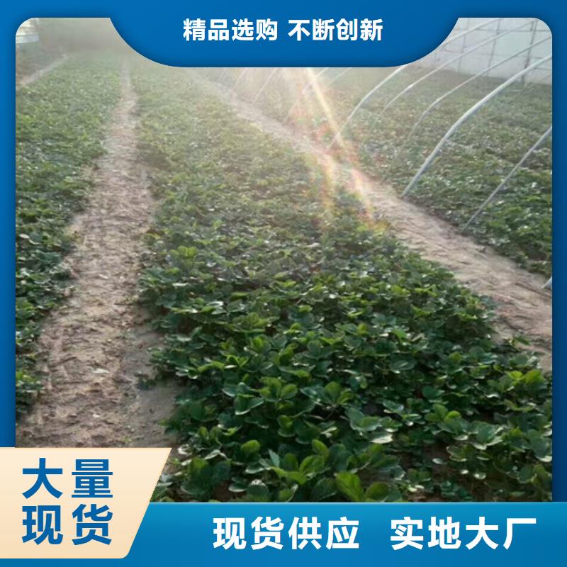 草莓苗草莓苗价格工厂价格