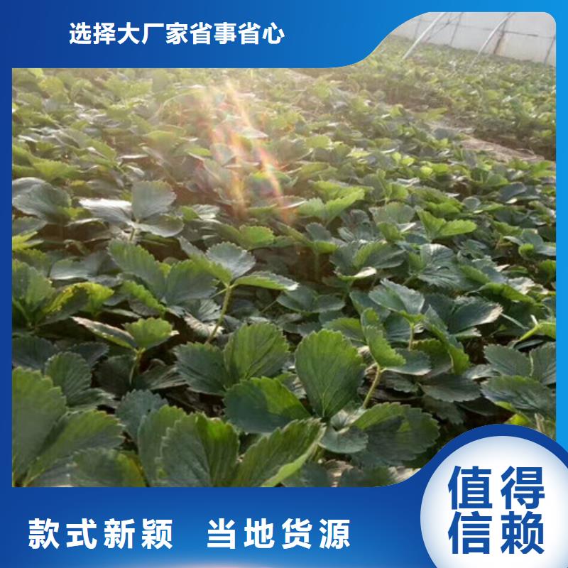 草莓苗-苹果苗实力厂家直销