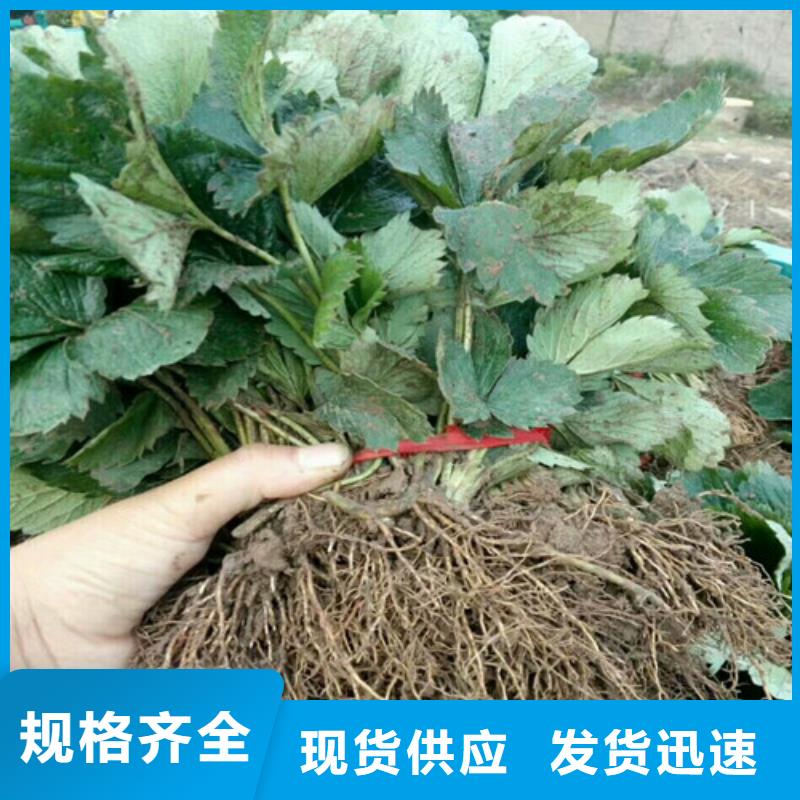 【草莓苗】-草莓苗价格匠心制造