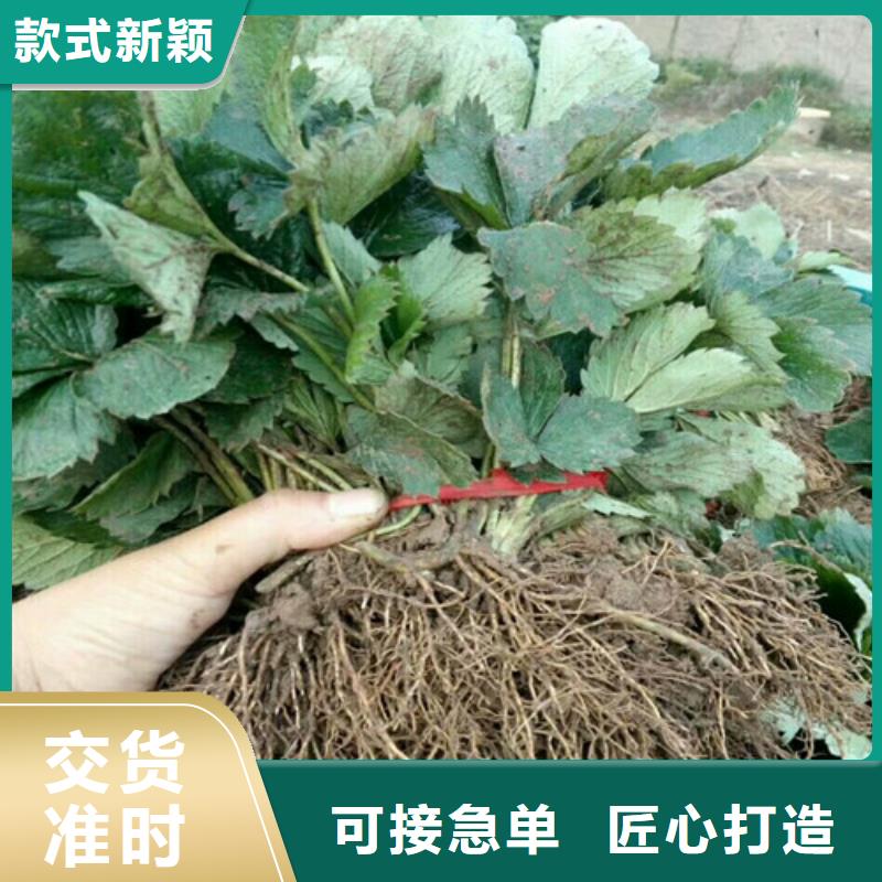 草莓苗艾琳娜西梅树苗一站式厂家