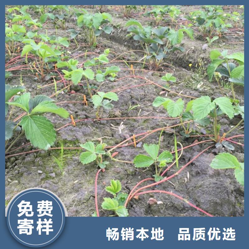 【草莓苗樱桃苗基地信誉至上】