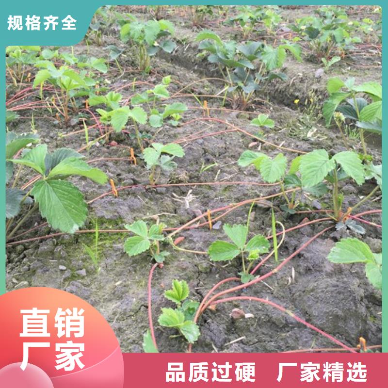草莓苗大棚草莓苗专业信赖厂家