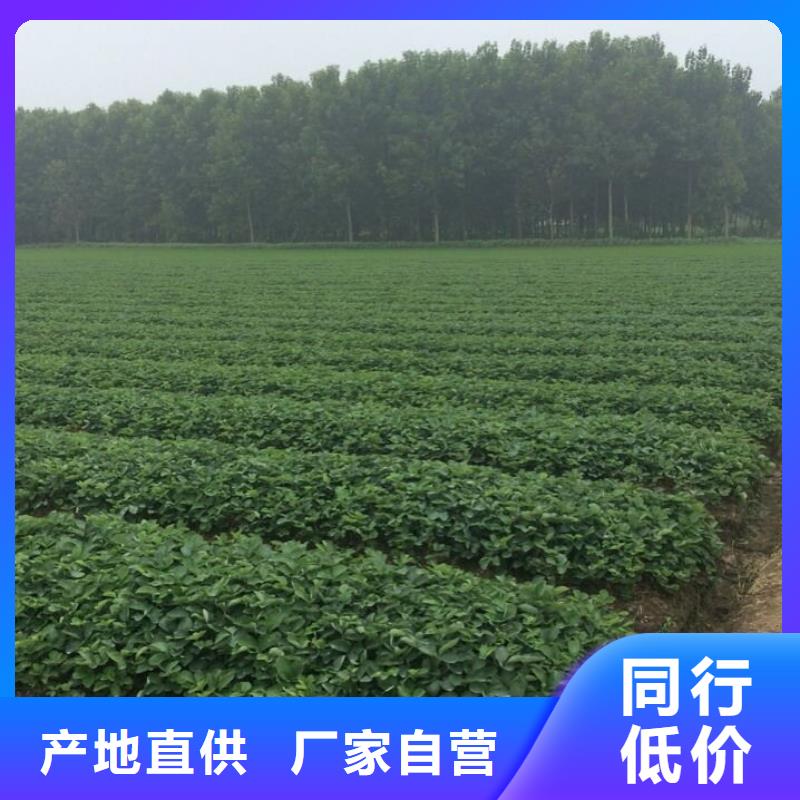 【草莓苗】,梨树苗支持加工定制