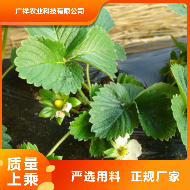 草莓苗果树苗来电咨询