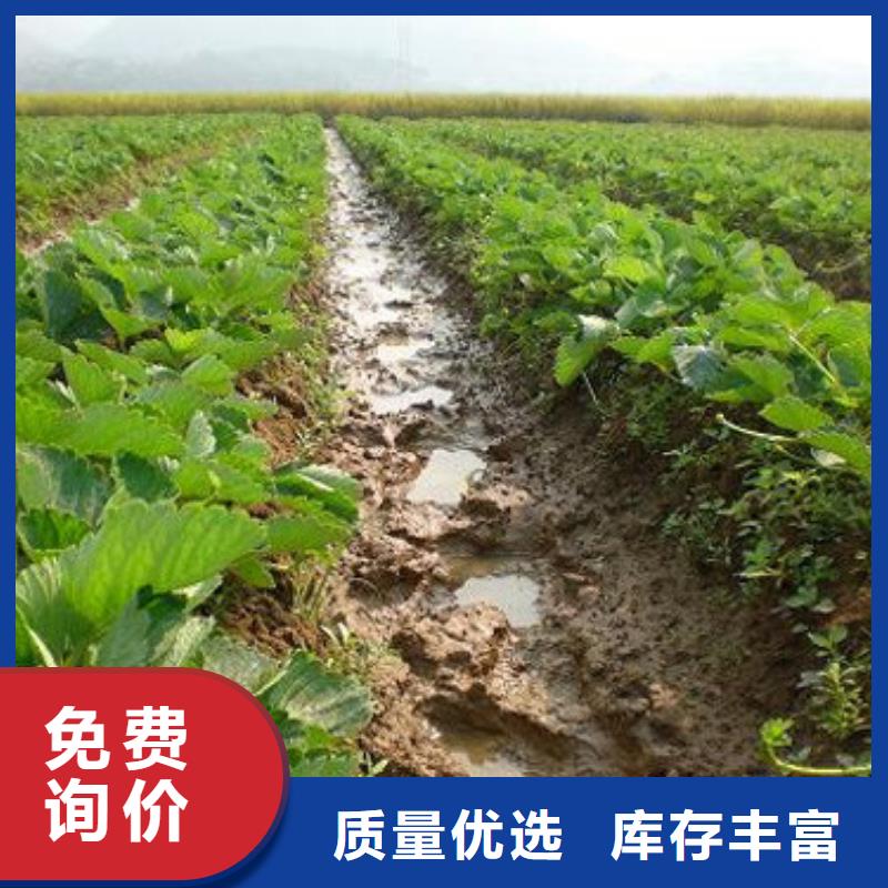 【草莓苗】苹果苗优质工艺