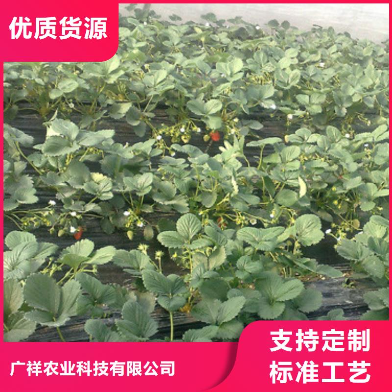 【草莓苗】板栗苗设计制造销售服务一体