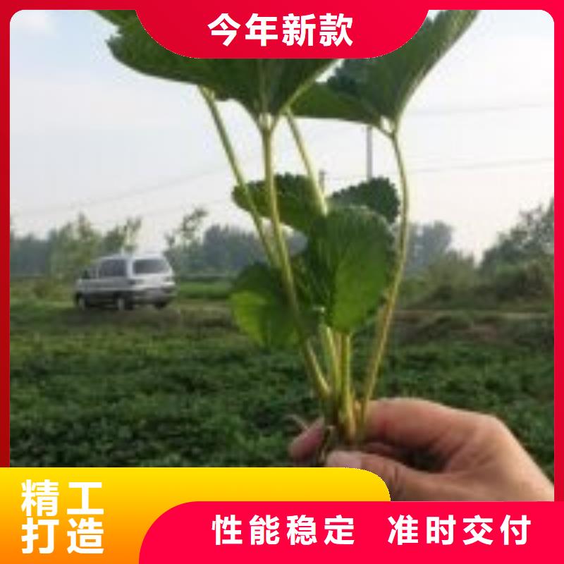 草莓苗大棚草莓苗专业信赖厂家