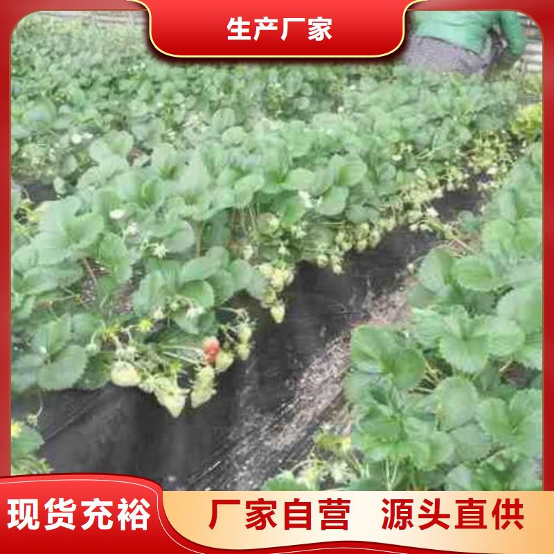 草莓苗艾琳娜西梅树苗一站式厂家