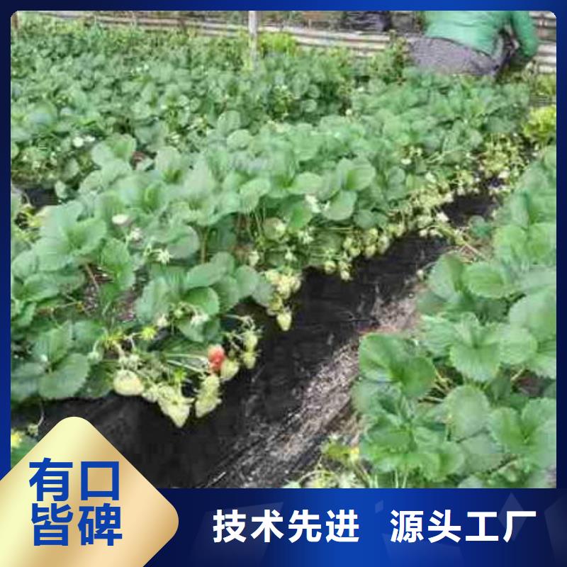 草莓苗苹果苗满足您多种采购需求