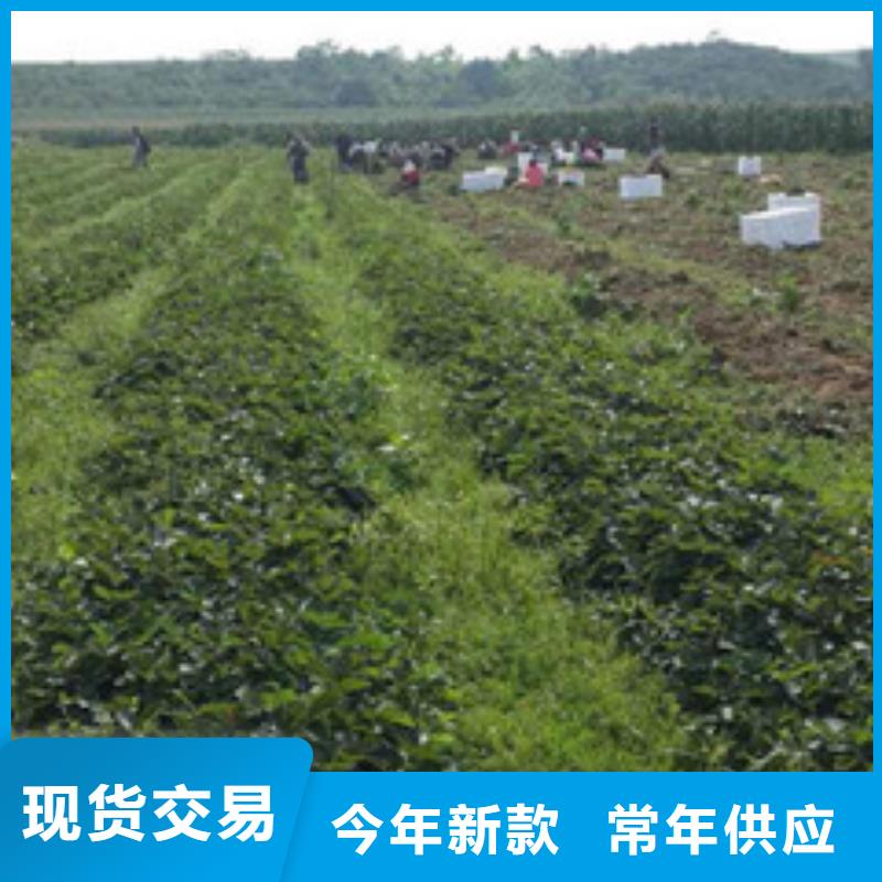 草莓苗,胭脂脆桃树苗选择大厂家省事省心