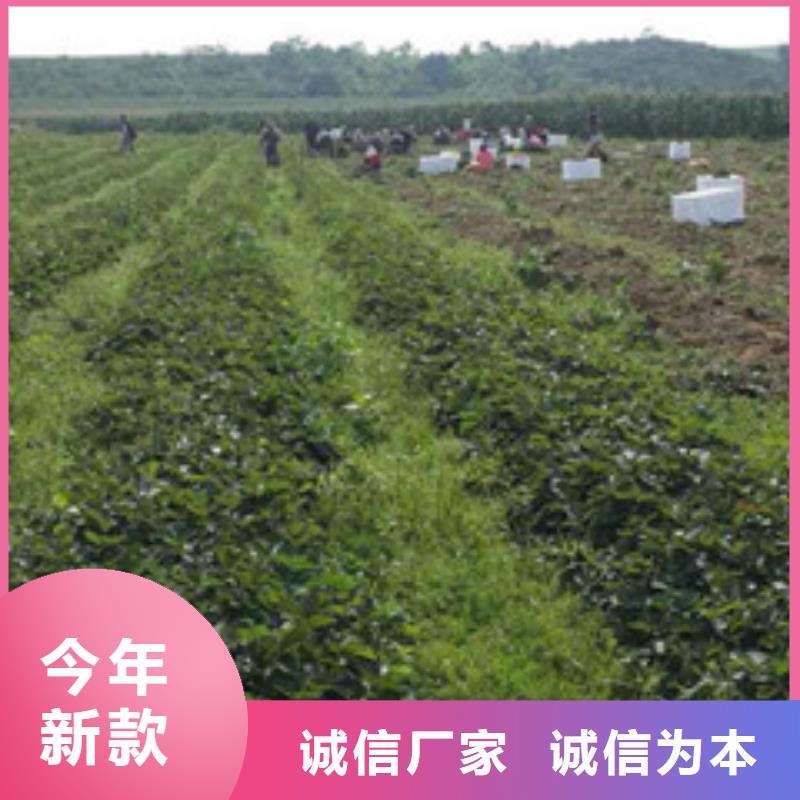【草莓苗】,桃树苗基地放心得选择