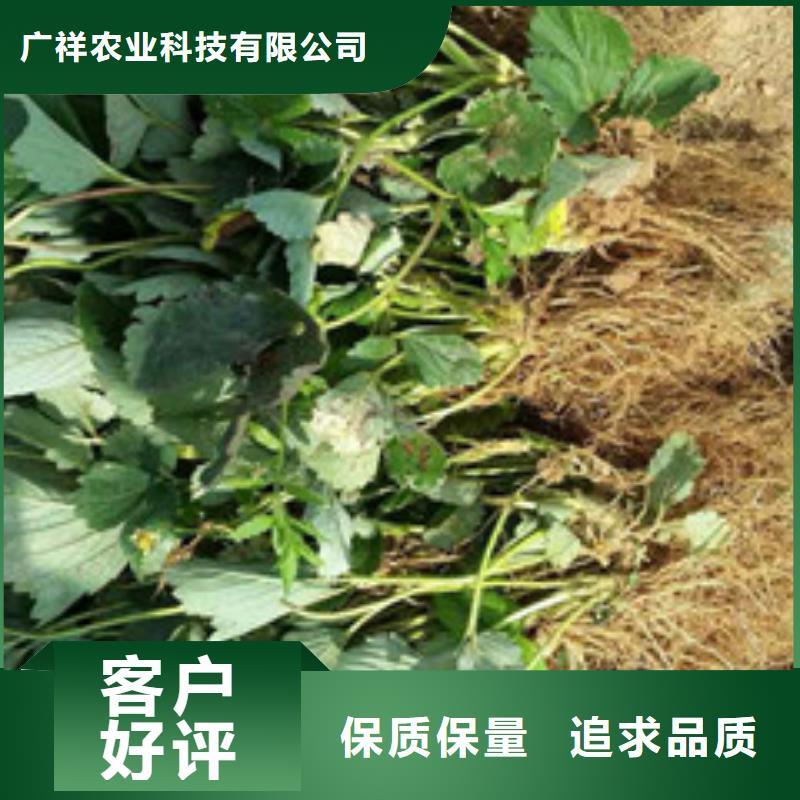 草莓苗-黄桃树苗产品优势特点