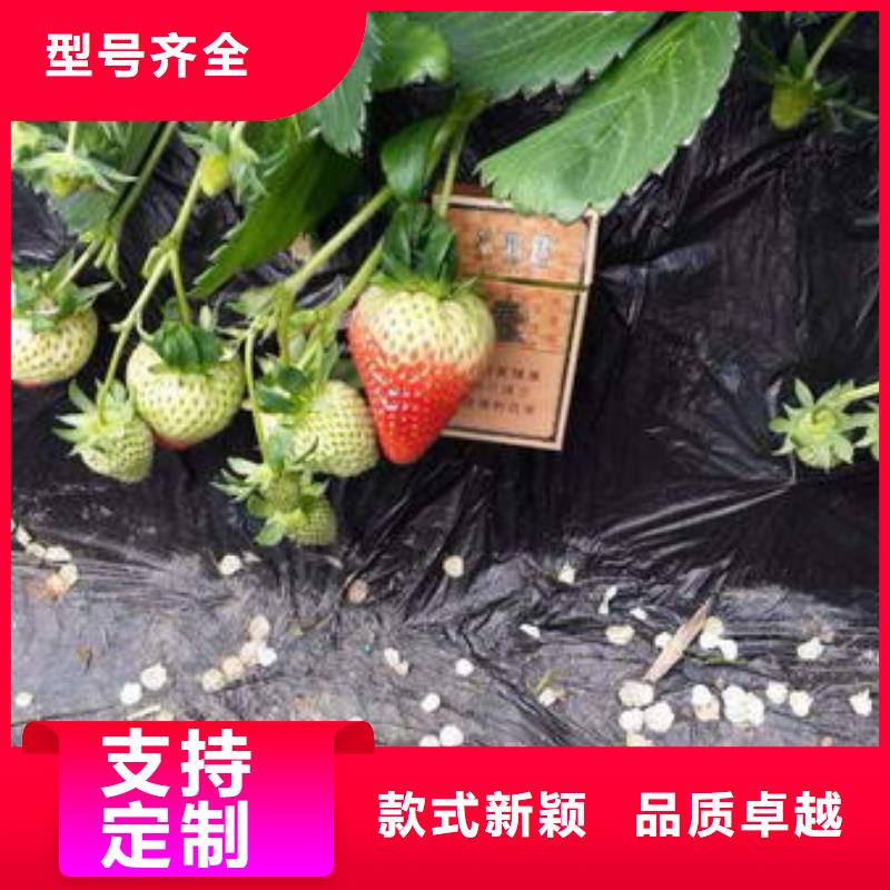 草莓苗蓝莓苗规格齐全