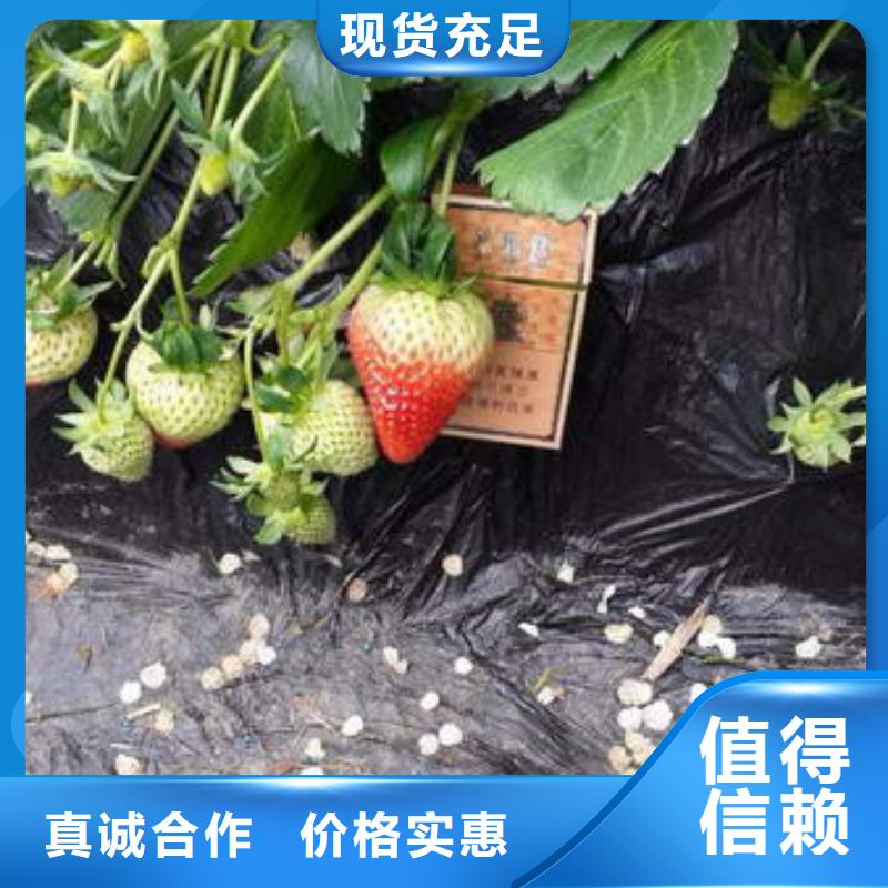 草莓苗_【阳光玫瑰葡萄树苗】今日新品