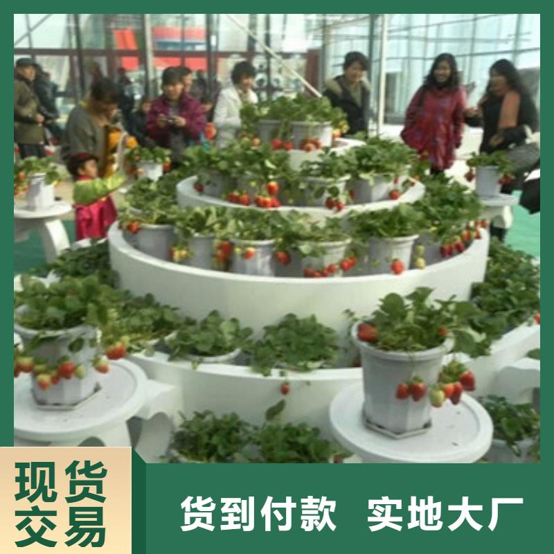 草莓苗香椿树苗精工制作