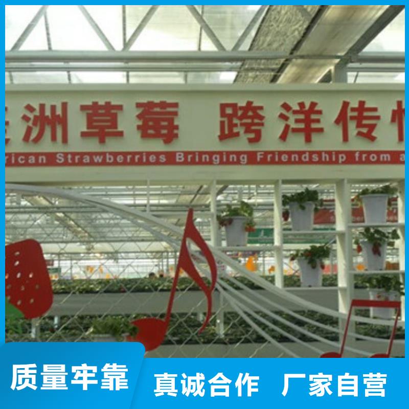 草莓苗蓝宝石葡萄苗真材实料诚信经营